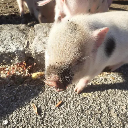 Herrenschmiede אוברוולאך