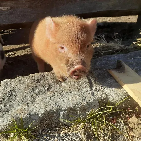 Herrenschmiede Feriehus *