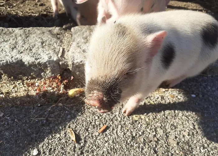 Herrenschmiede Obervellach