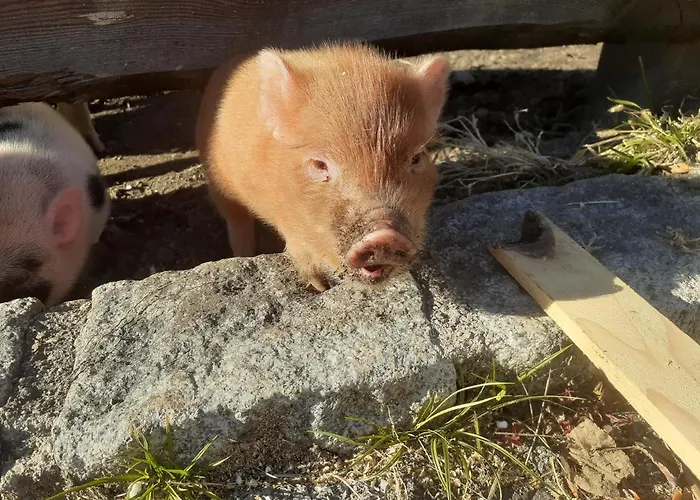 Herrenschmiede Feriehus *